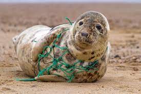 Die tiere im meer haben es alles andere als leicht. Ein Meer Aus Plastik Stehen Unsere Ozeane Vor Dem Kollaps Entdecker Blog