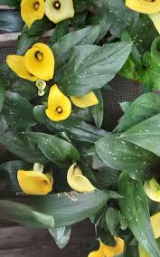 Image result for Zantedeschia