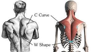 Sell custom creations to people who love your style. How To Draw Upper Back Muscles Anatomy And Motion Anatomy Reference Anatomy Sketches Body Anatomy