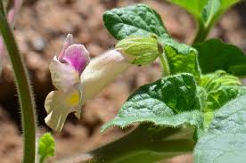 Image result for Psydrax parviflora