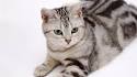 American Shorthair Cat Breed Profile | Petfinder