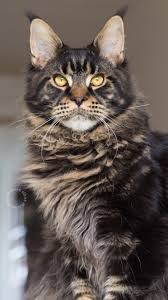 Black And White Maine Coon Cats For Sale Pin On Maine Coon Cats