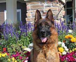 We did not find results for: German Shepherd Breeders German Shepherd Puppies For Sale