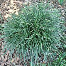 Controlling Monkey Grass How To Manage And Get Rid Of Liriope