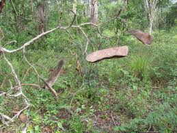 Image result for Pteleopsis anisoptera