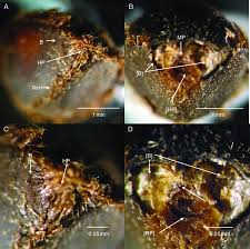 Image result for Aniseia martinicensis