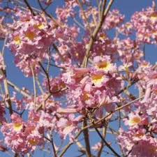 Image result for Handroanthus sp. near impetiginosus