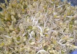 Cara membuat taoge atau kecambah kacang hijau di rumah. Cara Membuat Toge Kecambah Super Resep Masakanku