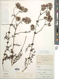 Image result for Launaea rogersii