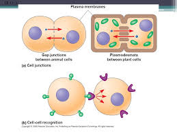 Maybe you would like to learn more about one of these? The Cell The Basic Unit Of Life Ppt Download