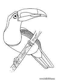 Toucan coloring pages will introduce children to an unusual bird that lives in tropical forests, a distant relative of the woodpecker. Pin On Hornbill