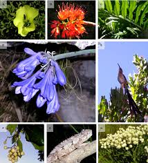 Image result for Grielum