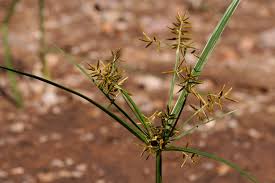Image result for Cyperus esculentus