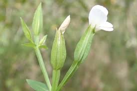 Image result for Canscora alata