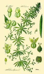 Plant with little green balls and white flowers. Galium Aparine Wikipedia