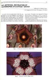 Image result for Tridentea