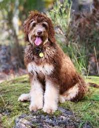 Check spelling or type a new query. About Golden Mountain Doodles Swissridge Kennels
