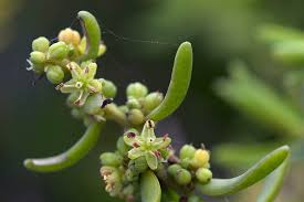 Image result for Suaeda monoica