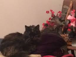 Also available in gray colour. Nzymes Reviews 68 Reviews Of Nzymes Com Sitejabber