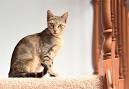 Sokoke Cat Breed Information and Pictures - PetGuide