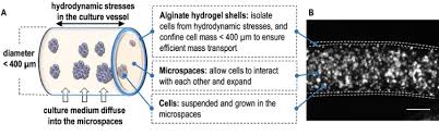 3d studies on the other hand, 3d platforms offer a lot more to researchers. 3d Culture System Enables Stem Cell Expansion Physics World