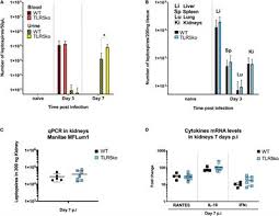 Strong relationships are the key to our success. Frontiers Escape Of Tlr5 Recognition By Leptospira Spp A Rationale For Atypical Endoflagella Immunology