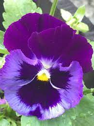 Https Soiwasthinking Blog S Flowers Pansies Flowers Purple Flowers Flower Painting
