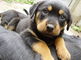 His muzzle is going to be long and dignified. 77 Rottweiler And Doberman Mix Puppies L2sanpiero