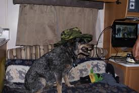 Instead of multiplication, we have to check the dog's weight, breed, and health status. Blue Heelers Dogs With An Aggressive Yet Loyal Temperament Pethelpful