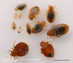 Image result for bedbugs on mattress