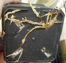 After 2 to 3 months, when a sold root system has been accomplished, remove the bag and the young. Plants Are The Strangest People Engineer Ficus Elastica