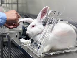 Be Cruelty Free Campaign In 2020 Cosmetic Animal Testing Animal Makeup Cruelty Free