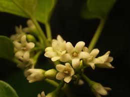 Image result for Marsdenia