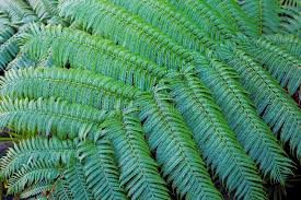 Image result for Cyatheaceae