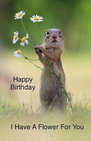 Modern bouquets & unique plants designed to impress. Pin By Sue Collis On Clipart Funny Happy Birthday Meme Happy Birthday Pictures Happy Birthday Funny
