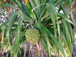 Image result for Pandanus sp. A