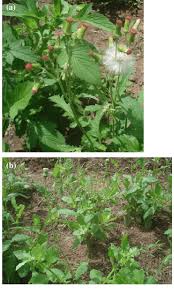 Image result for Crassocephalum rubens