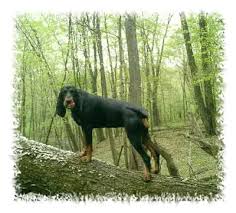Socializing black and tan puppies and teaching them not to wander will go a long way toward keeping them at home, but a sturdy fence is still recommended. Black And Tan Coonhound Puppies Breeders Coonhounds