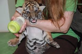 geburt und aufzucht sibirischer tiger zoologischer garten magdeburg