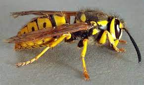 The Yellow Jacket Wasp Avispa Insectos Aves