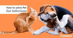 Usually, infections are caused by bacteria or yeast. How To Deal With Common Ear Infections In Dogs And Cats