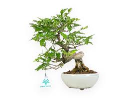 Image result for Premna hans-joachimii