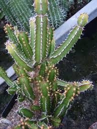 Image result for Euphorbia baylissii