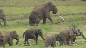 Herd Of Wild Elephants Breaking An Electric Fence Wild Elephant Electric Fence Elephant