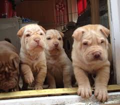 Shar Pei Sale Hong Kong Shar Pei Pup Buy Puppy Shar Pei Breeders Shar Pei Dogs Breed Shar Pei Dogs For Adoption Search our extensive list of dogs, cats and other pets available near you. shar pei sale hong kong shar pei pup
