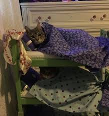 Ozan Ozeken Ozanozeken Twitter