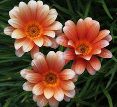Image result for Gazania krebsiana