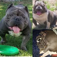 Island puppies offers over 150 privately bred puppies from private dog breeders and sold throughout long island, ny, nyc, nj, ct. American Bully Puppies For Sale Long Island Ny 246854
