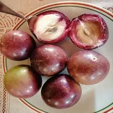 Image result for Chrysophyllum