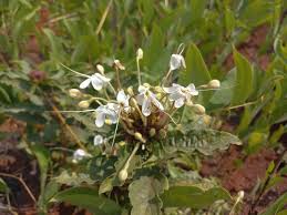 Image result for Clerodendrum buchneri